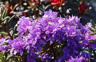Rhododendron 'Blue Wonder'