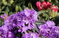 Rhododendron 'Blumiria'