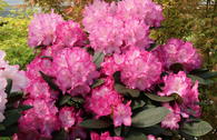 Rhododendron 'Blurettia'