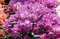 Rhododendron 'Bohlkens Lupinenberg'