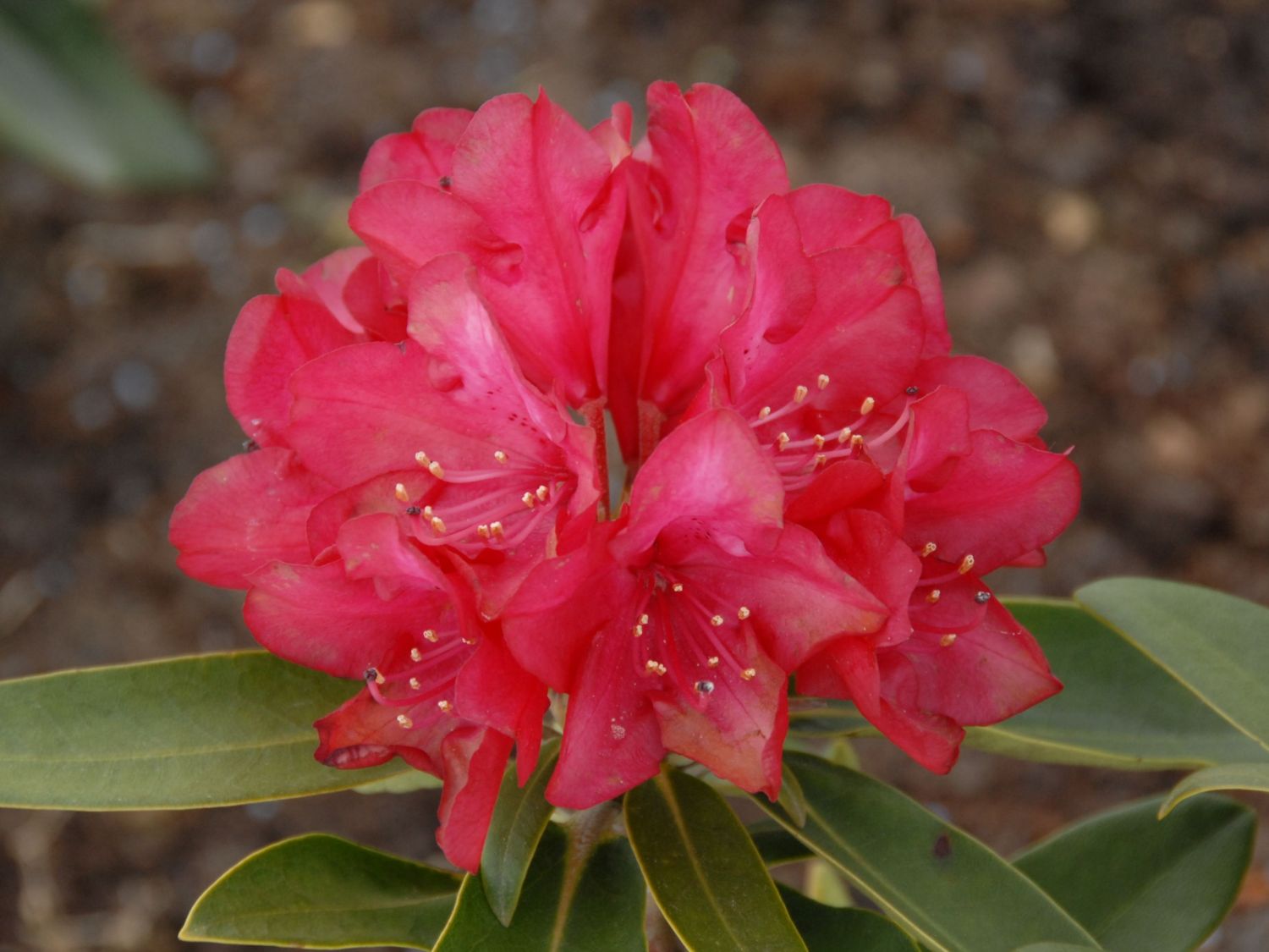 Rhododendron 'Bohlken's Roter Stern'