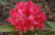 Rhododendron 'Bohlken's Roter Stern'
