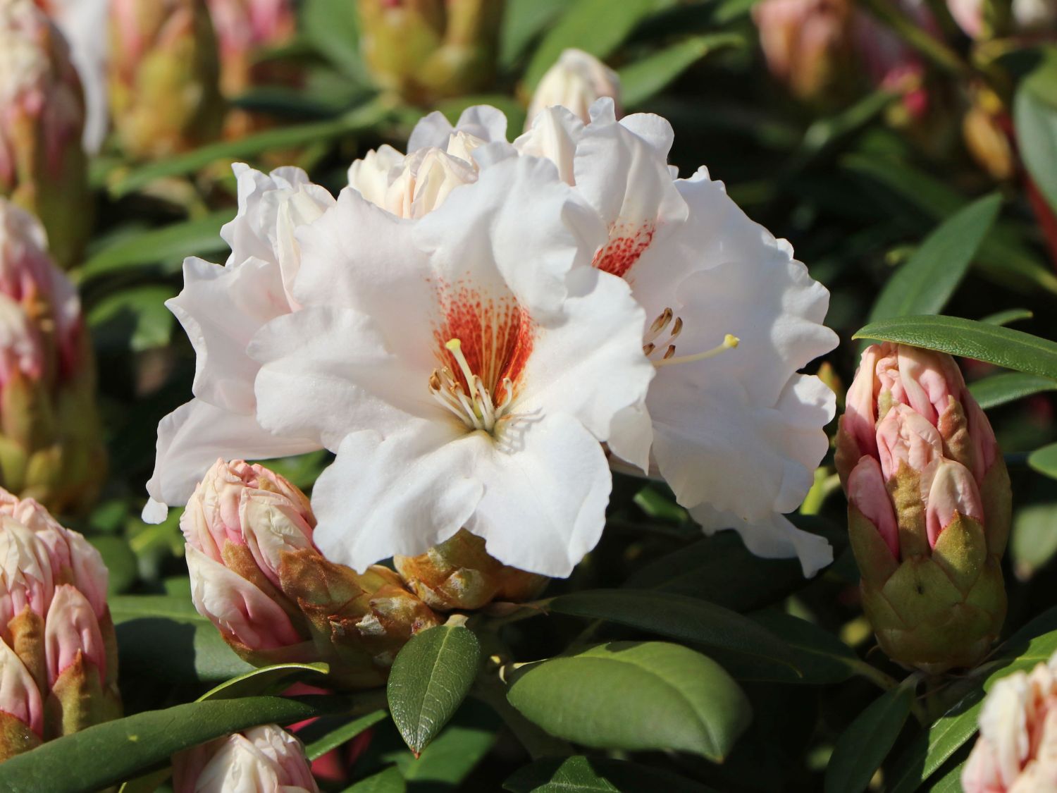 Rhododendron 'Bohlken's Snow Fire'
