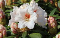 Rhododendron 'Bohlken's Snow Fire'