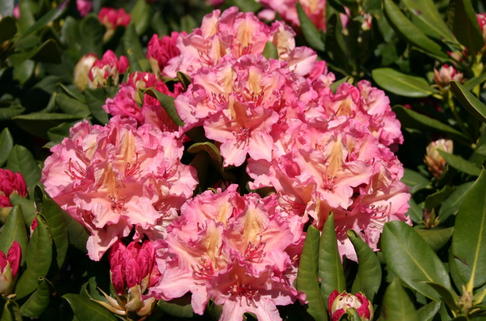 Rhododendron 'Brasilia' - Rhododendron Hybride 'Brasilia'