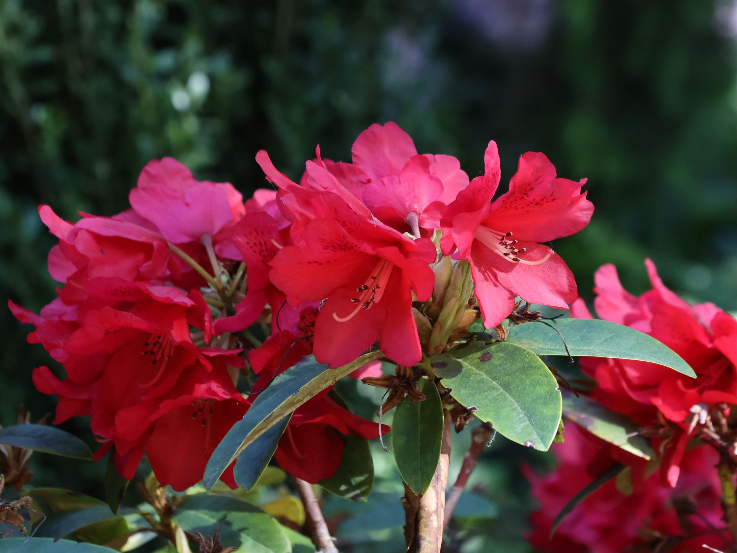 Rhododendron 'Brisanz'