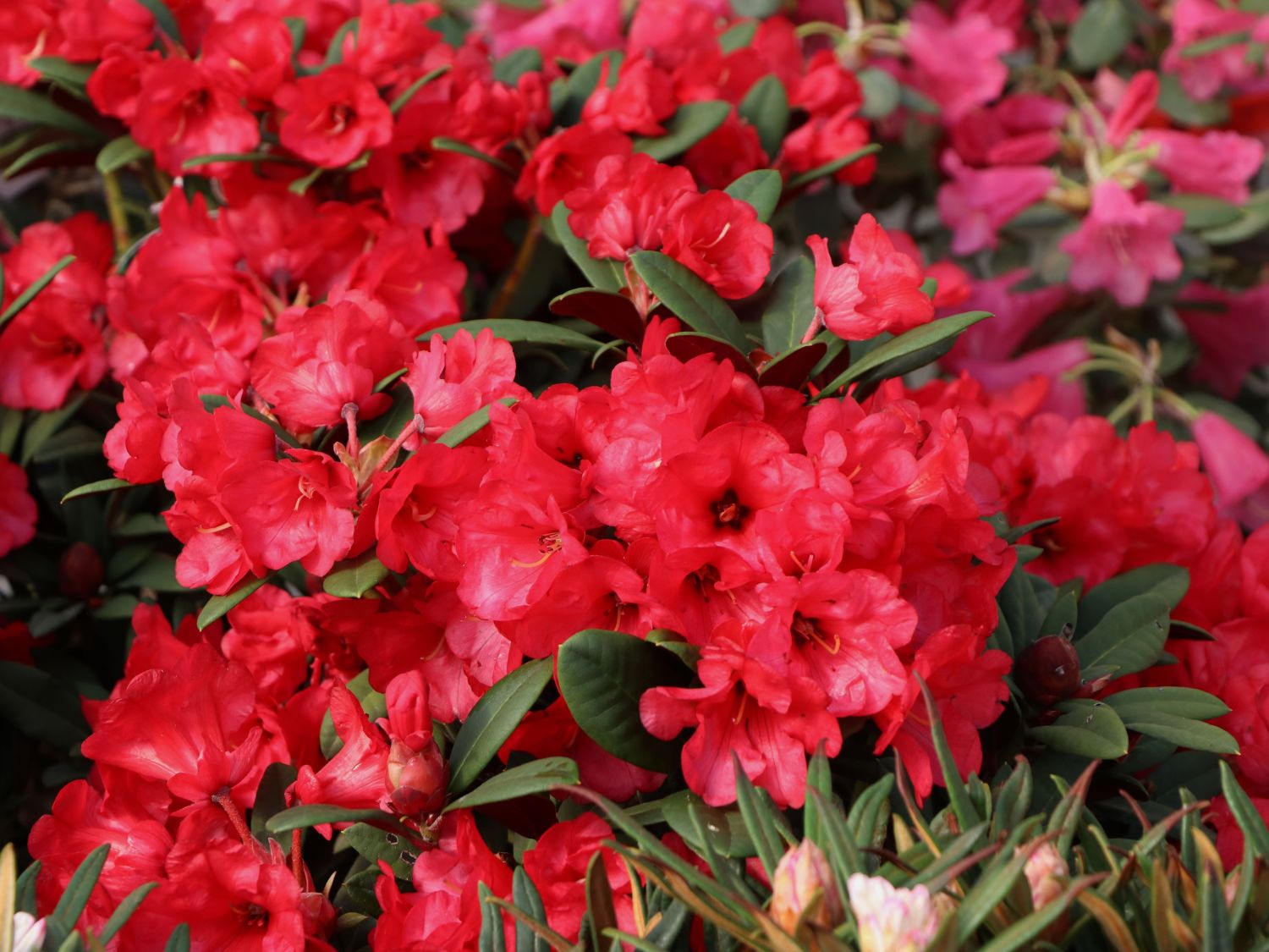 Rhododendron 'Burletta'