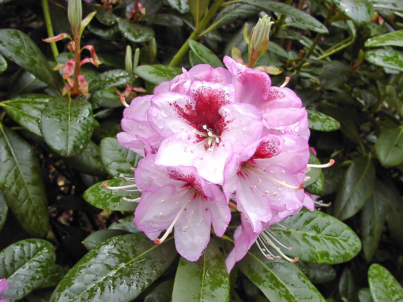 Rhododendron 'Cassata'