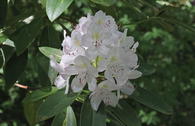 Rhododendron 'Catawbiense Album'