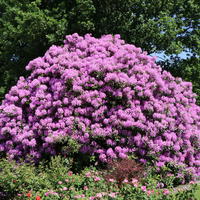 Rhododendron 'Catawbiense Grandiflorum' - Rhododendron Hybride 'Catawbiense Grandiflorum'