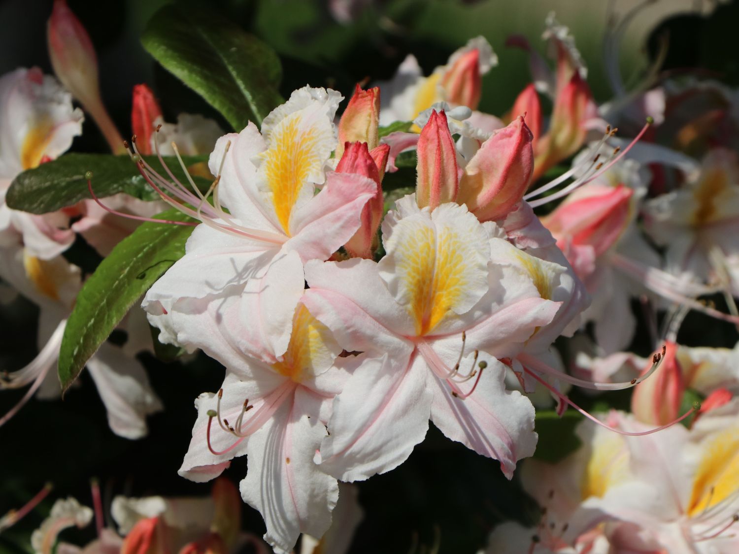 Rhododendron 'Cinzia'