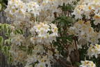 Rhododendron 'Cinzia' - Rhododendron occidentale 'Cinzia'