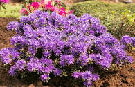 Rhododendron 'Compactum'