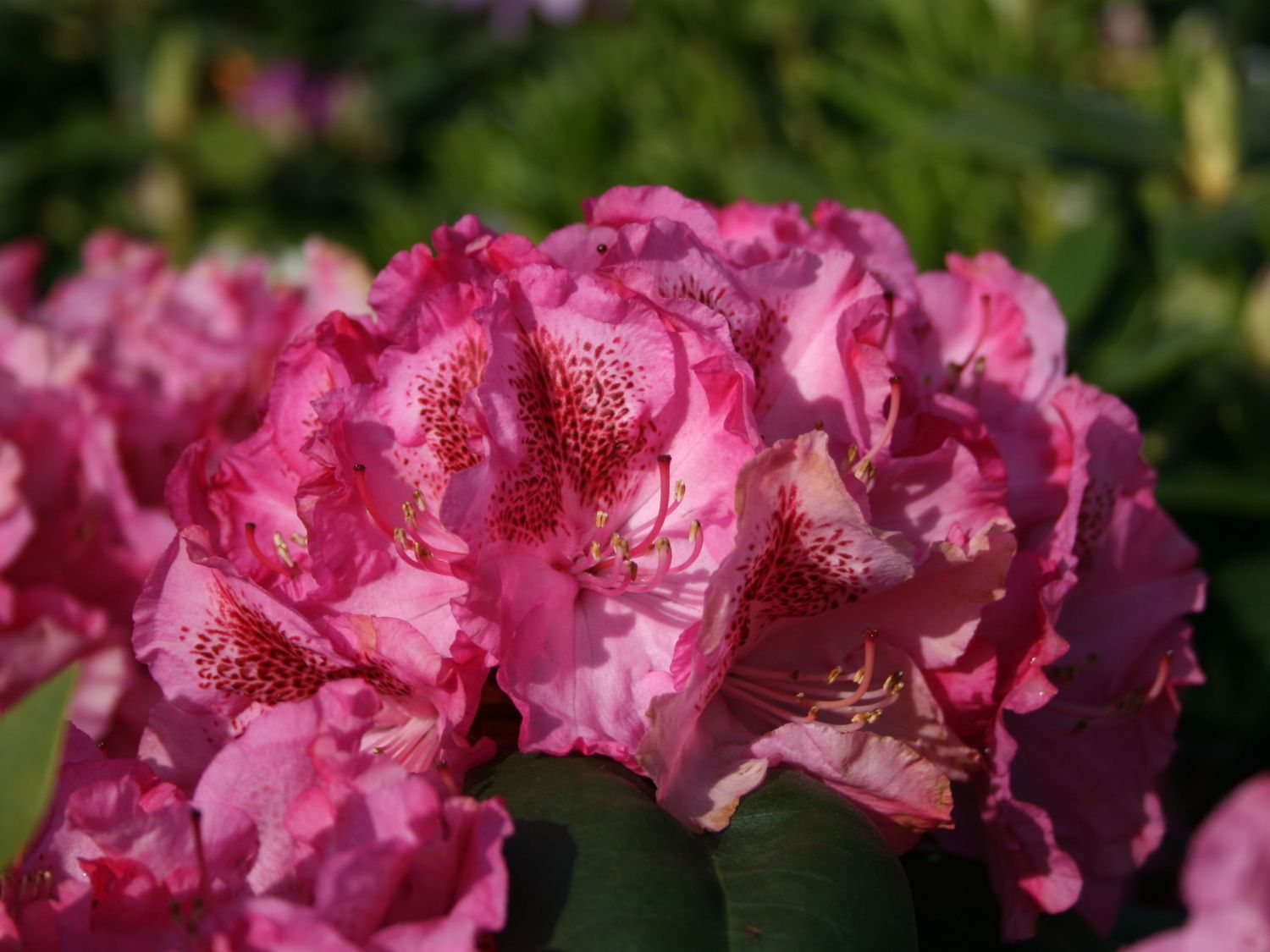 Rhododendron 'Constanze'