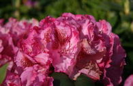 Rhododendron 'Constanze'