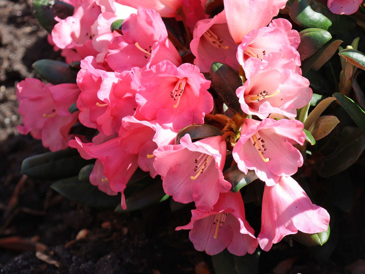 Rhododendron 'Debbie Dane' - Rhododendron yakushimanum 'Debbie Dane'