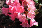 Rhododendron 'Debbie Dane' - Rhododendron yakushimanum 'Debbie Dane'