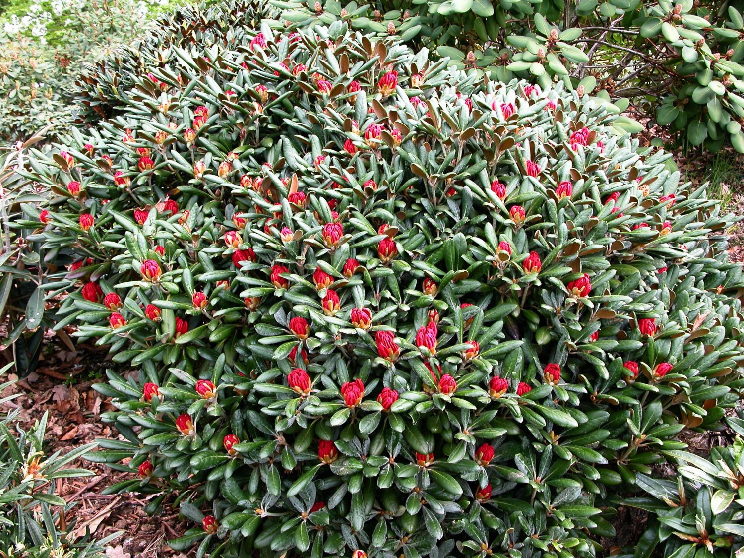 Rhododendron 'Debbie Dane' - Rhododendron yakushimanum 'Debbie Dane'