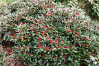 Rhododendron 'Debbie Dane' - Rhododendron yakushimanum 'Debbie Dane'