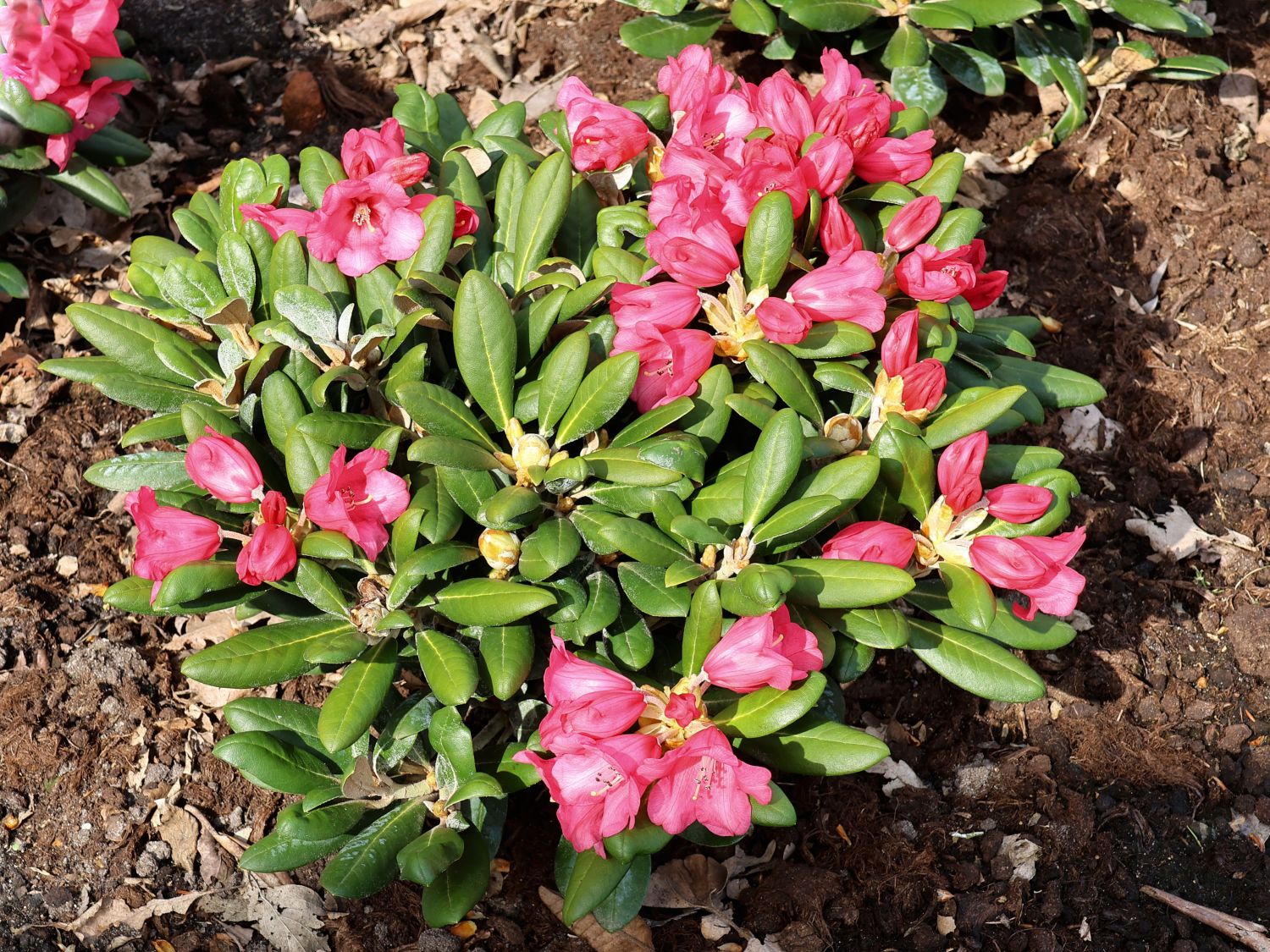Rhododendron 'Debbie Dane' - Rhododendron yakushimanum 'Debbie Dane'
