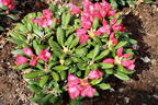 Rhododendron 'Debbie Dane' - Rhododendron yakushimanum 'Debbie Dane'