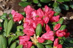 Rhododendron 'Debbie Dane' - Rhododendron yakushimanum 'Debbie Dane'