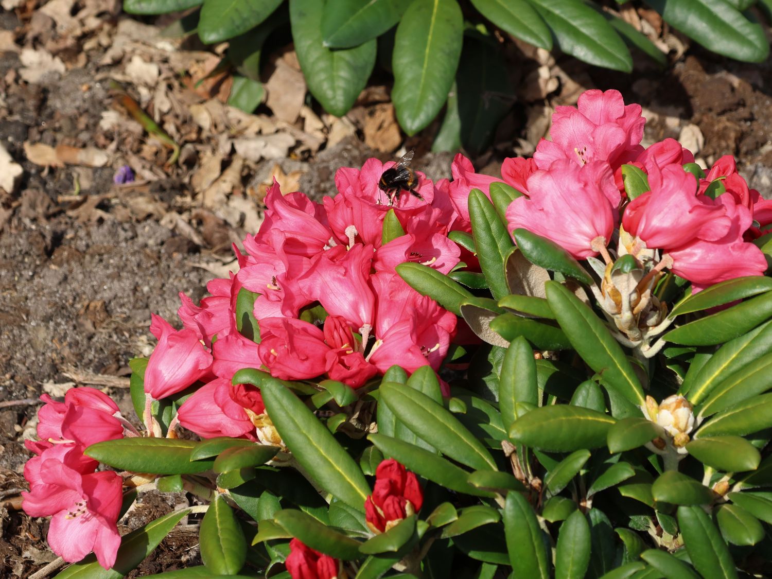 Rhododendron 'Debbie Dane' - Rhododendron yakushimanum 'Debbie Dane'
