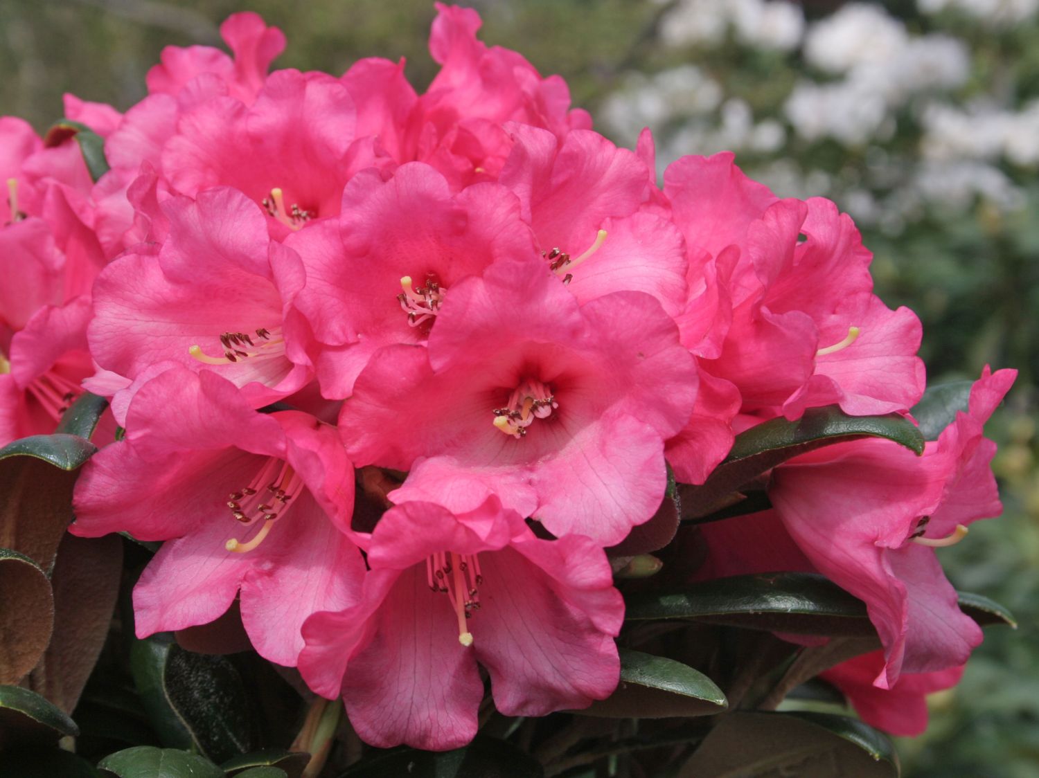 Rhododendron 'Debbie Dane' - Rhododendron yakushimanum 'Debbie Dane'