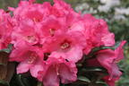 Rhododendron 'Debbie Dane' - Rhododendron yakushimanum 'Debbie Dane'