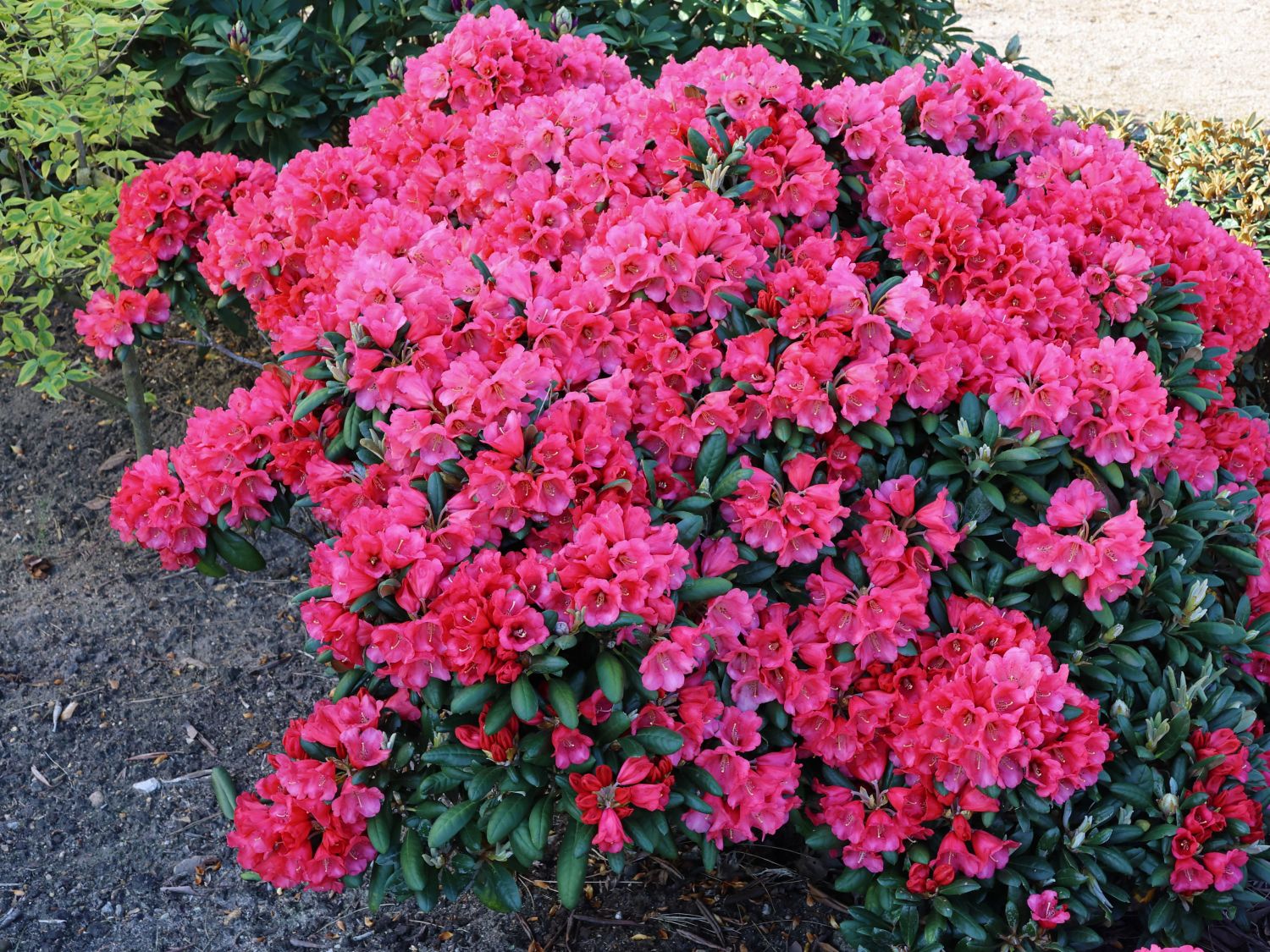 Rhododendron 'Debbie Dane' - Rhododendron yakushimanum 'Debbie Dane'