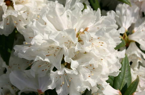 Rhododendron 'Dora Amateis' - Rhododendron carolinianum 'Dora Amateis'