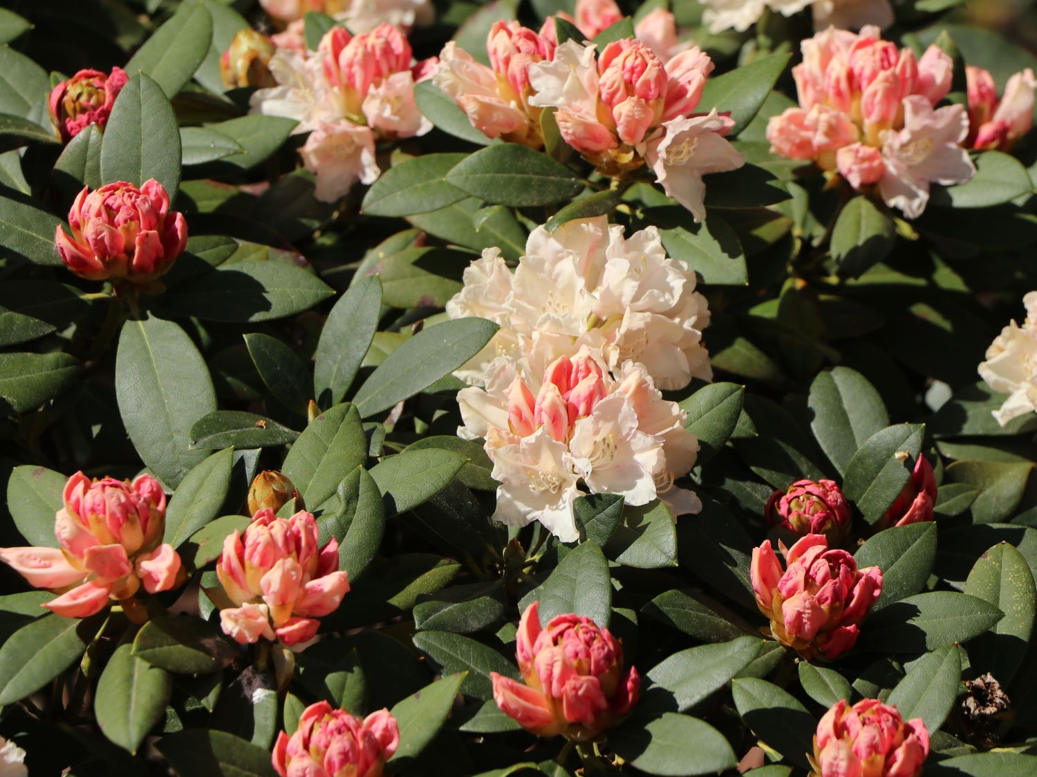 Rhododendron 'Dreamland'
