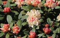 Rhododendron 'Dreamland'