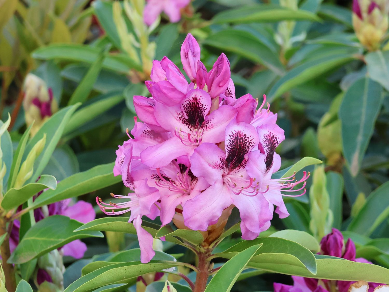 Rhododendron 'Durantik'