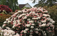Rhododendron 'Edelweiß'