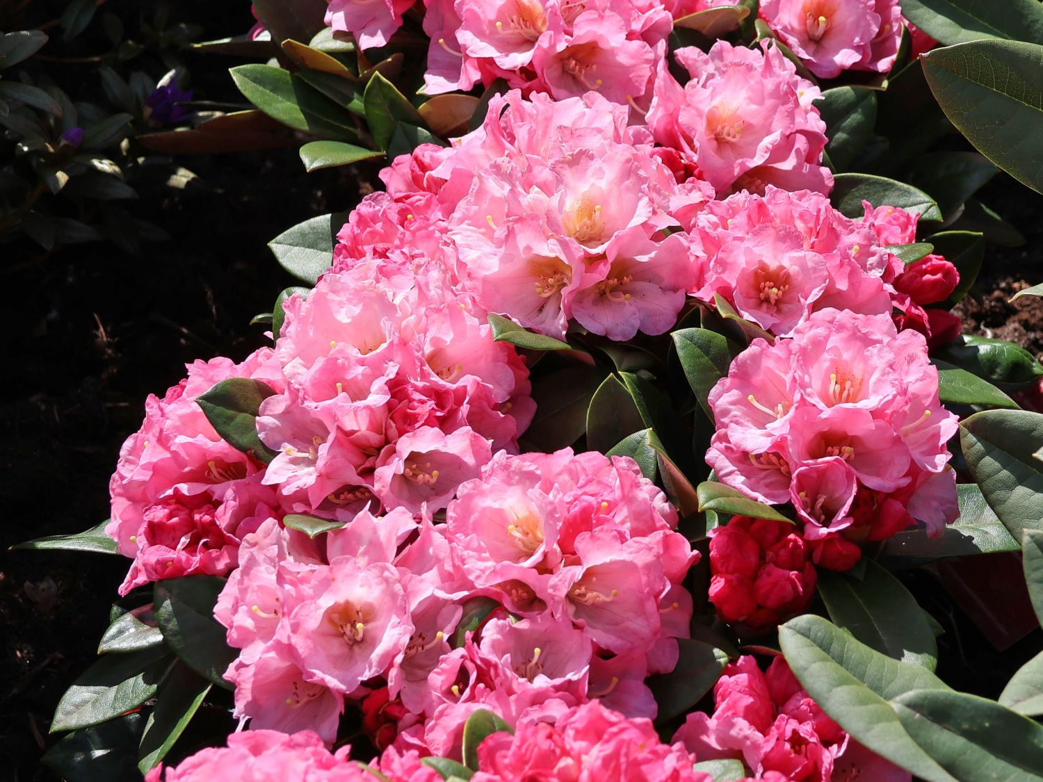 Rhododendron 'Elya'