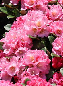Rhododendron 'Elya'