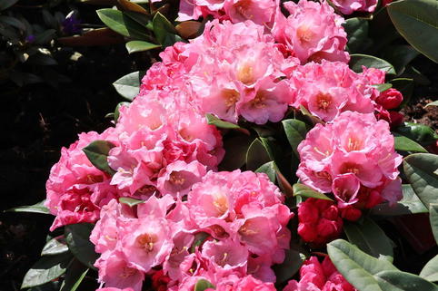 Rhododendron 'Elya' - Rhododendron bureavii 'Elya'