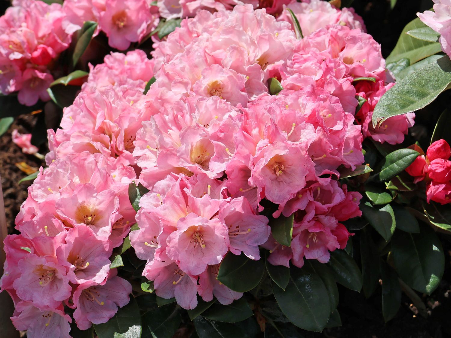 Rhododendron 'Elya' - Rhododendron bureavii 'Elya'