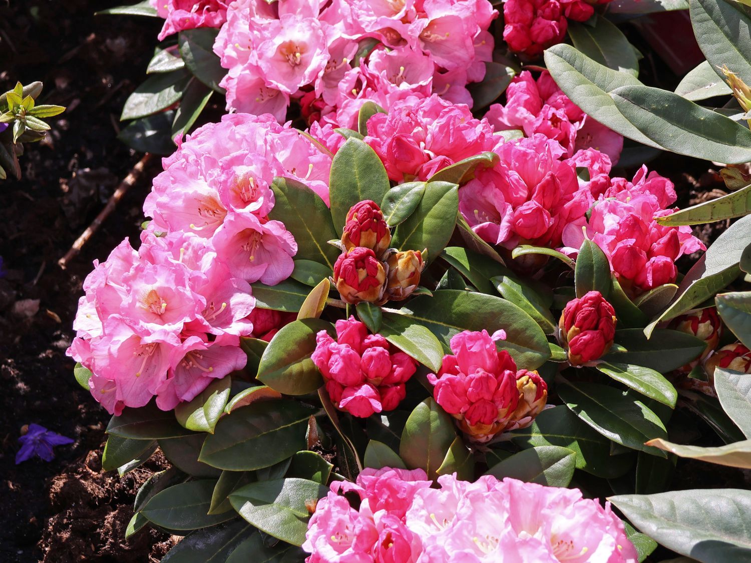 Rhododendron 'Elya' - Rhododendron bureavii 'Elya'