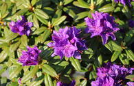 Rhododendron 'Enziana'