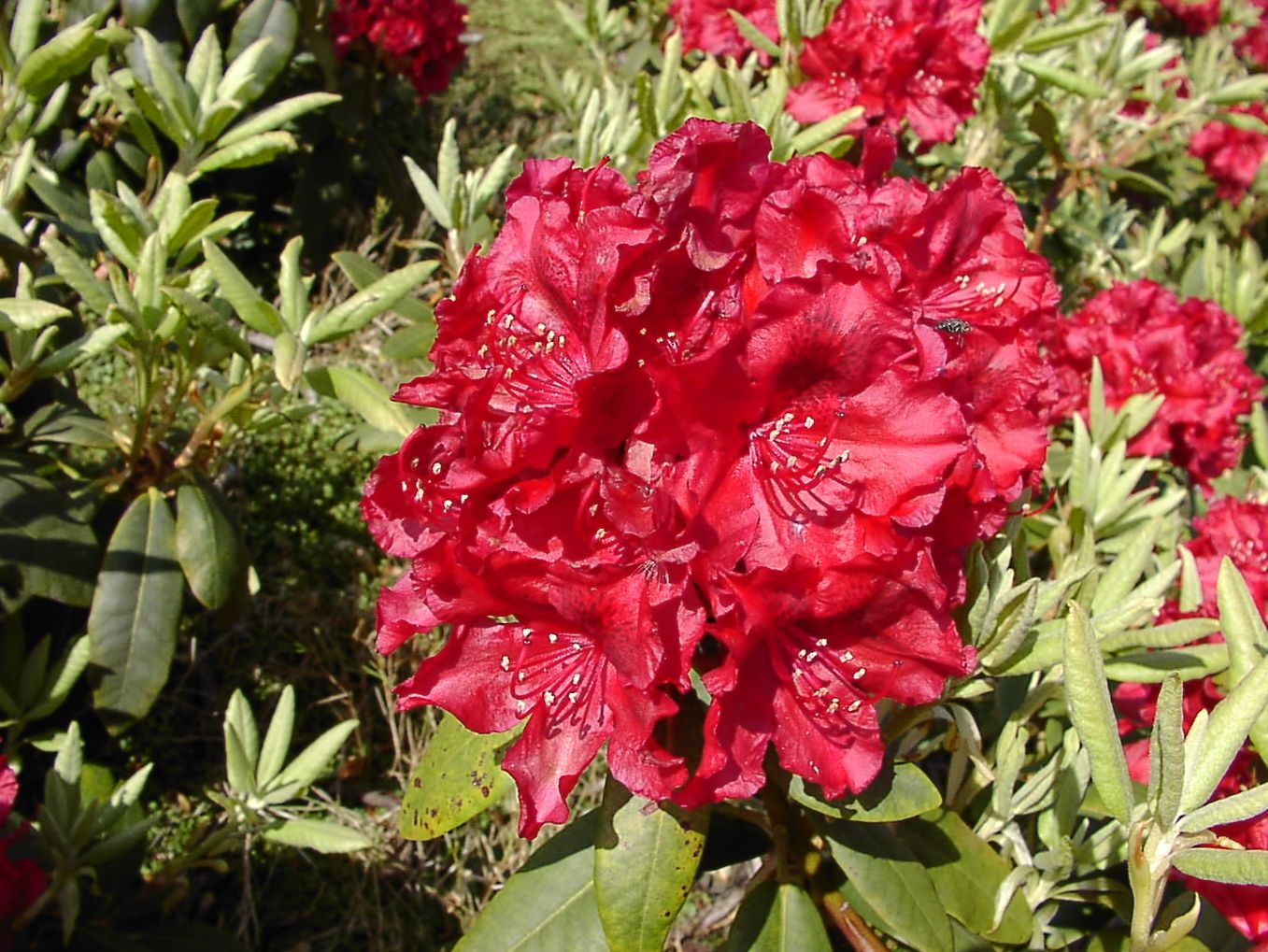 Rhododendron 'Erato' - Rhododendron Hybride 'Erato'