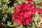 Rhododendron 'Erato' - Rhododendron Hybride 'Erato'