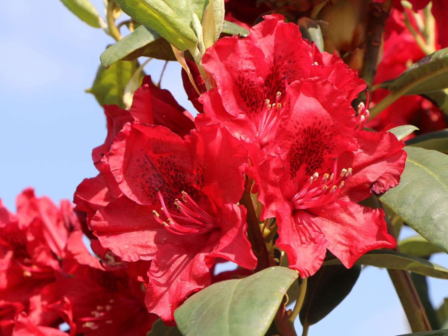 Rhododendron 'Erato' - Rhododendron Hybride 'Erato'