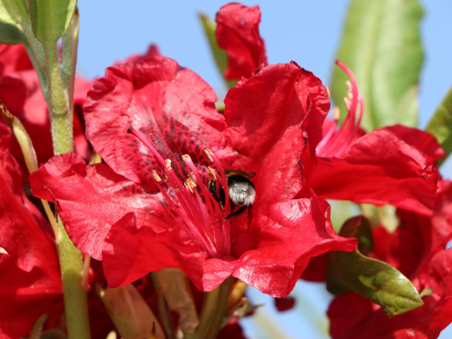 Rhododendron 'Erato' - Rhododendron Hybride 'Erato'