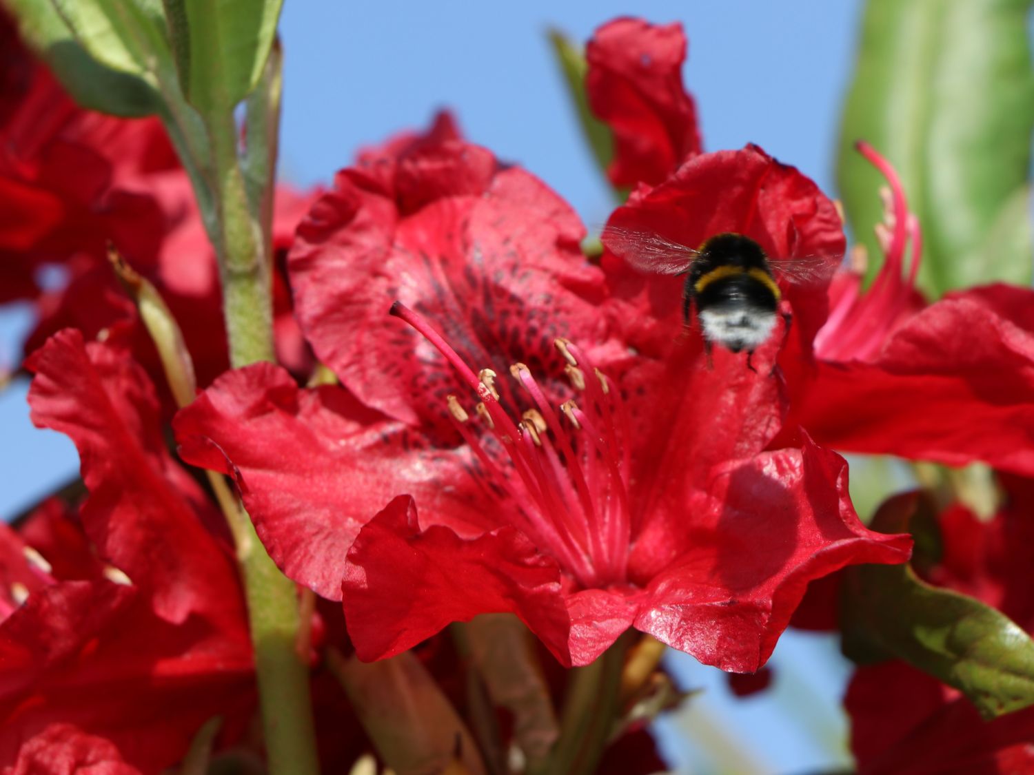 Rhododendron 'Erato' - Rhododendron Hybride 'Erato'