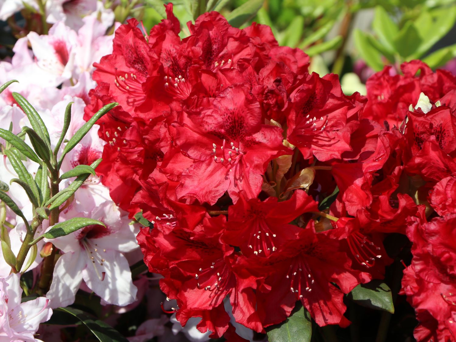 Rhododendron 'Erato' - Rhododendron Hybride 'Erato'