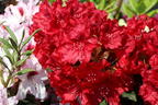Rhododendron 'Erato' - Rhododendron Hybride 'Erato'