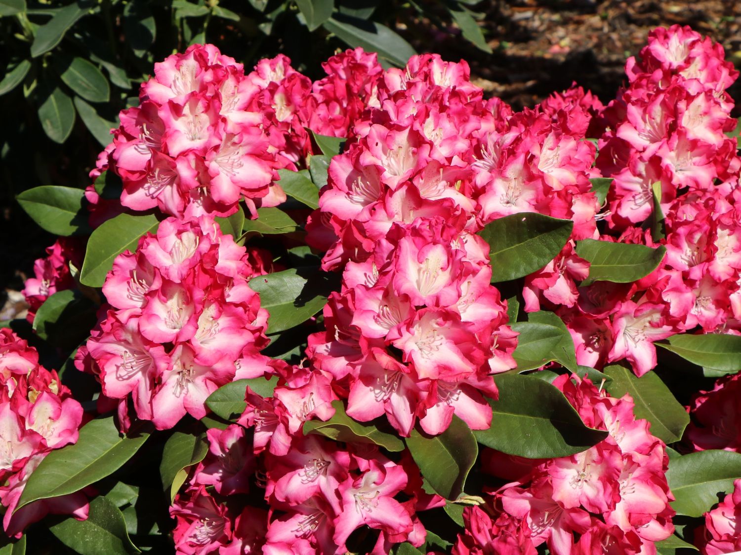 Rhododendron 'Eruption'