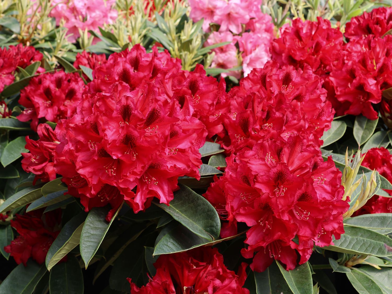 Rhododendron 'Europa 93'